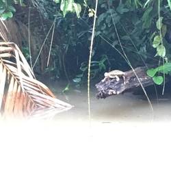 Turtle on log