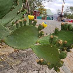 Spring in the air. Even the cactii are blooming