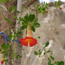 A flower in Bolivian flag colors