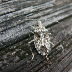 Cool plant bug in the tropics