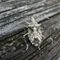 Cool plant bug in the tropics