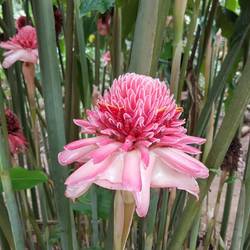 Patuhu or flore de quatroquanto