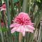 Patuhu or flore de quatroquanto