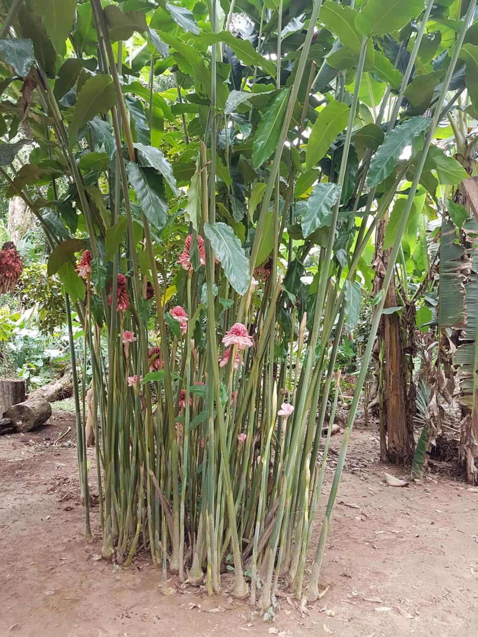Patuhu or flore de quatroquanto