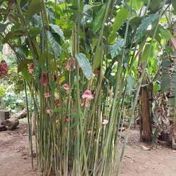 Patuhu or flore de quatroquanto