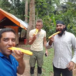 Having papaya directly from the tree