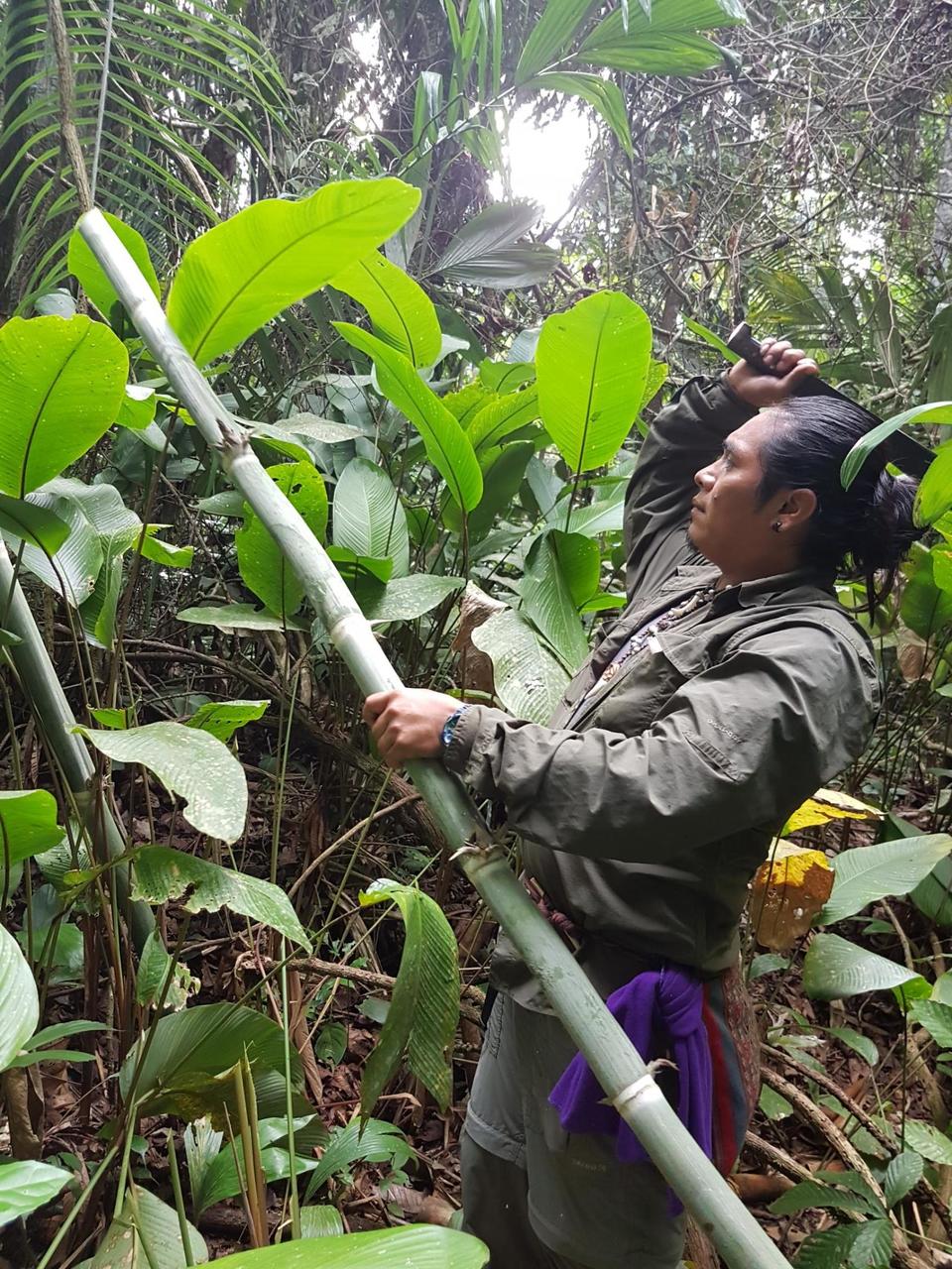 Cutting bamboo for water