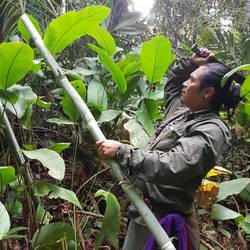 Cutting bamboo for water