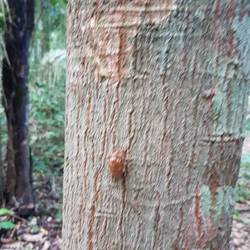 Skin of the cicada