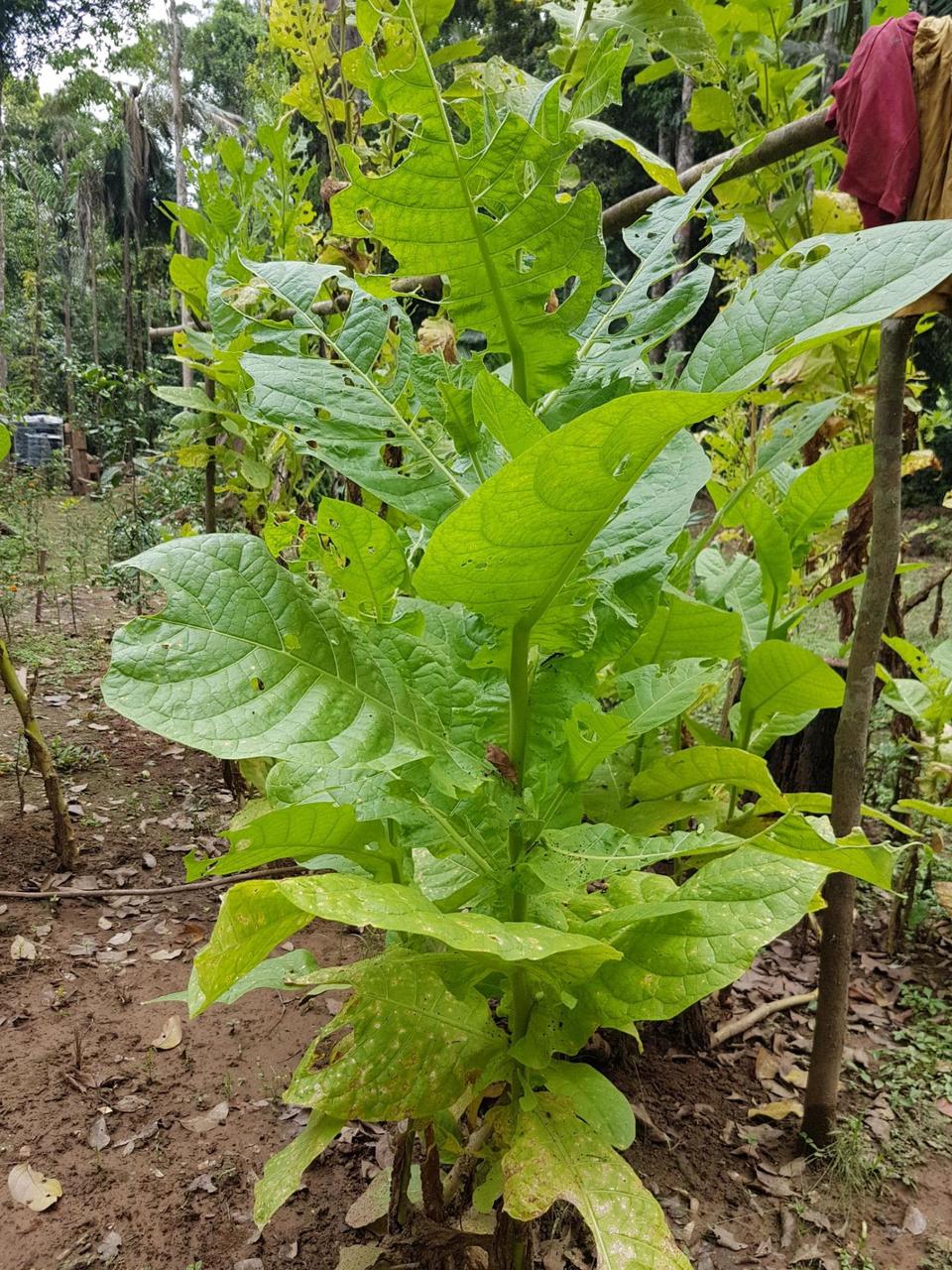 Tobacco plant