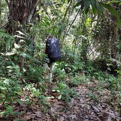 The big spider net with hundreds of spiders