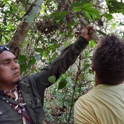 Drinking water from the cut branch