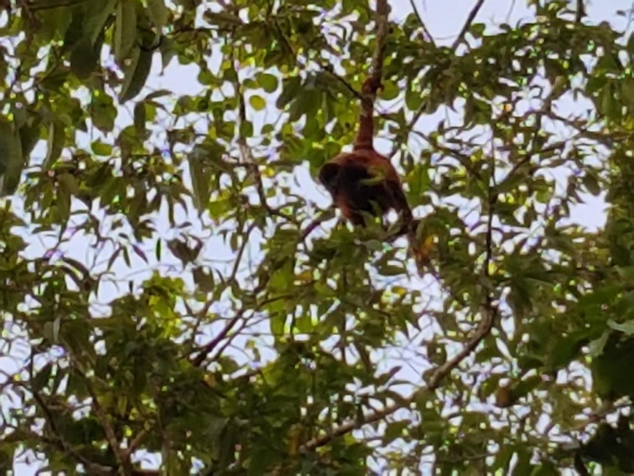 Red Howler Monkey