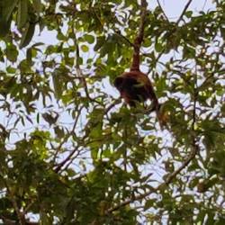 Red Howler Monkey