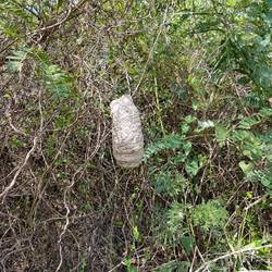 A wasp nest