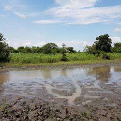 Anaconda tracks