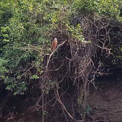 Fishing Eagle