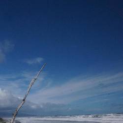 Mananui Bush Walk