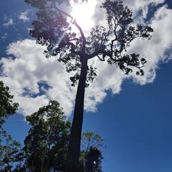 Brazil nut tree