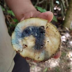 Fruit from the Brazil nut tree