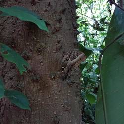 Owl butterfly