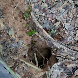 Leaf cutter ant nest