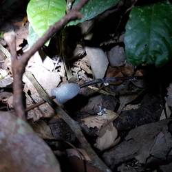 Frog eggs