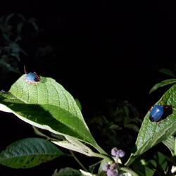 Ladybirds