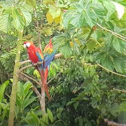 Scarlet Macaw