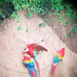 Macaws eating clay