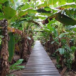 Main pathway