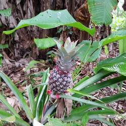 Pineapple