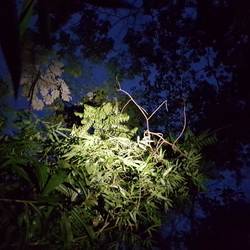 Night Monkey