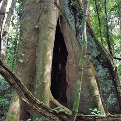 Ceiba tree