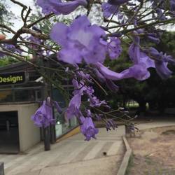 Jacaranda