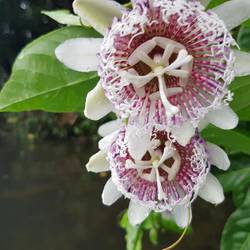 Flowers of Passion Fruit vine