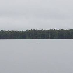 A huge Black Cayman in the middle of the lake