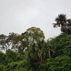 Red Howler Monkeys in the tree