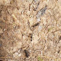Bullet ants