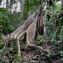 Giant fig tree