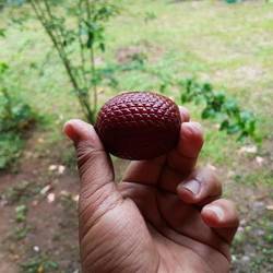 Palm fruit