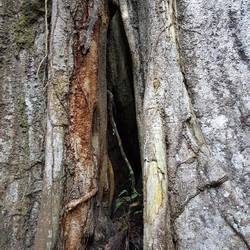 Back side of the giant fig tree
