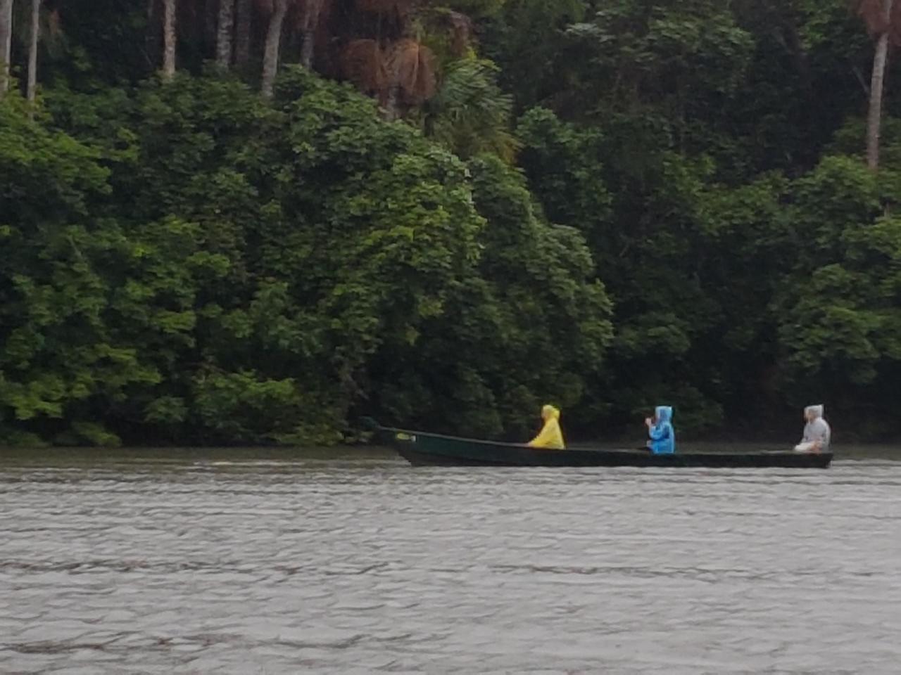 Giant river otters near the boat