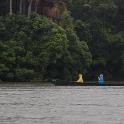 Giant river otters near the boat