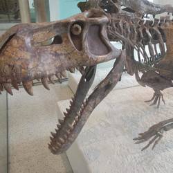 Natural history museum friend
