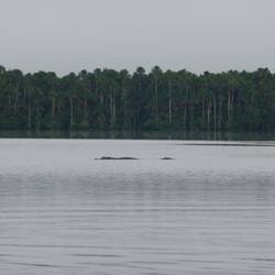 A big Black Cayman in the lake