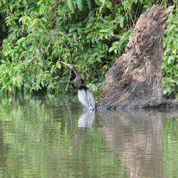 Anhinga