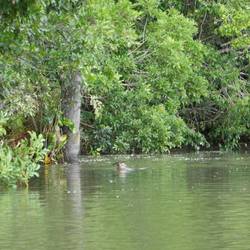 Giant River Otters