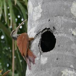 Long beaked