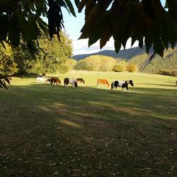 Castelli Romani Park - Contemporary Buttero Experience (wild horses)